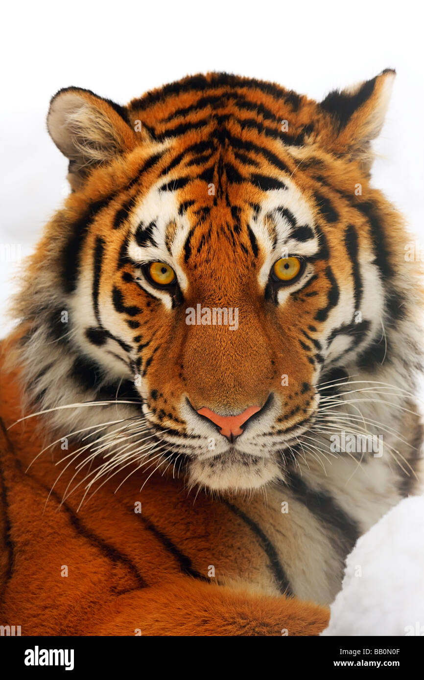 Yiung Tiger Porträt Novosibirsk ZOO Stockfoto