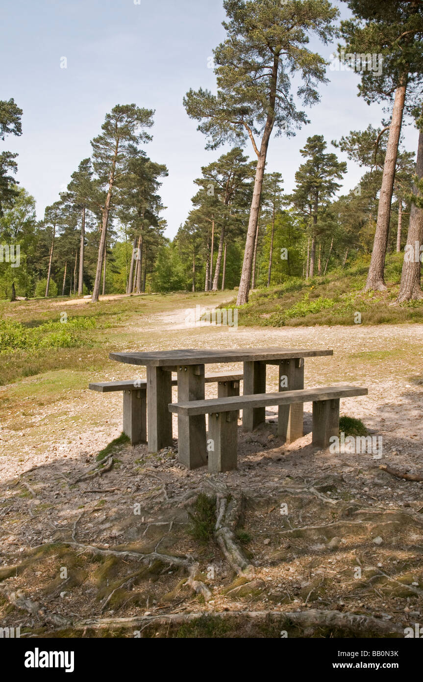 Eine leere hölzerne Picknick-Tisch in einem Wald. Stockfoto