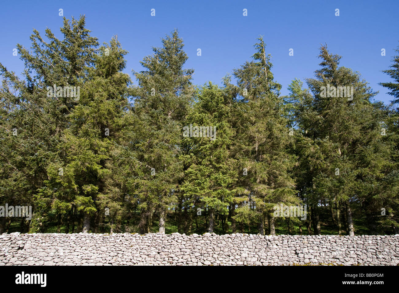 Ein Kiefernwald hinter einer Trockensteinmauer, konstruiert aus Kalkstein Pflaster, umrahmt von einem klaren blauen Himmel, Cumbria, Lake District Stockfoto