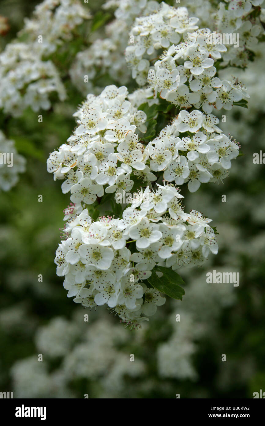 Gemeinsamen Weißdorn, Crataegus Monogyna, Rosengewächse Stockfotografie ...