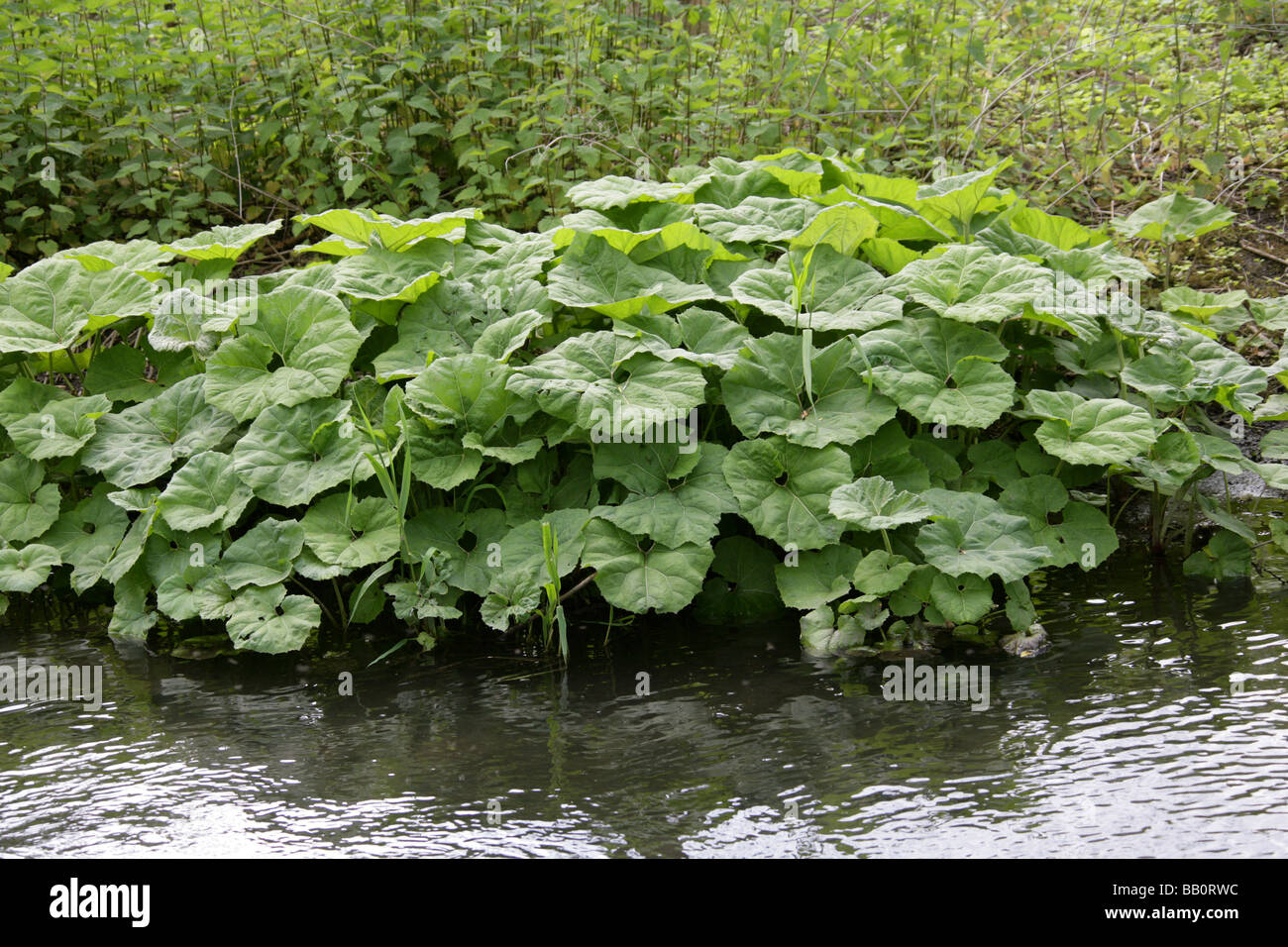 Gemeinsamen Pestwurz, Petasites Hybridus, Asteraceae Stockfoto