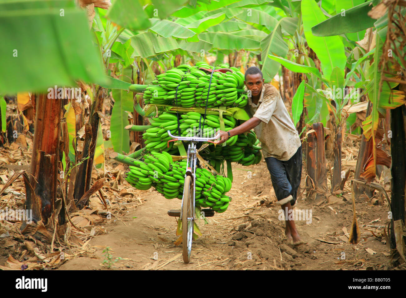 Bananen-Mann-Tansania Stockfoto