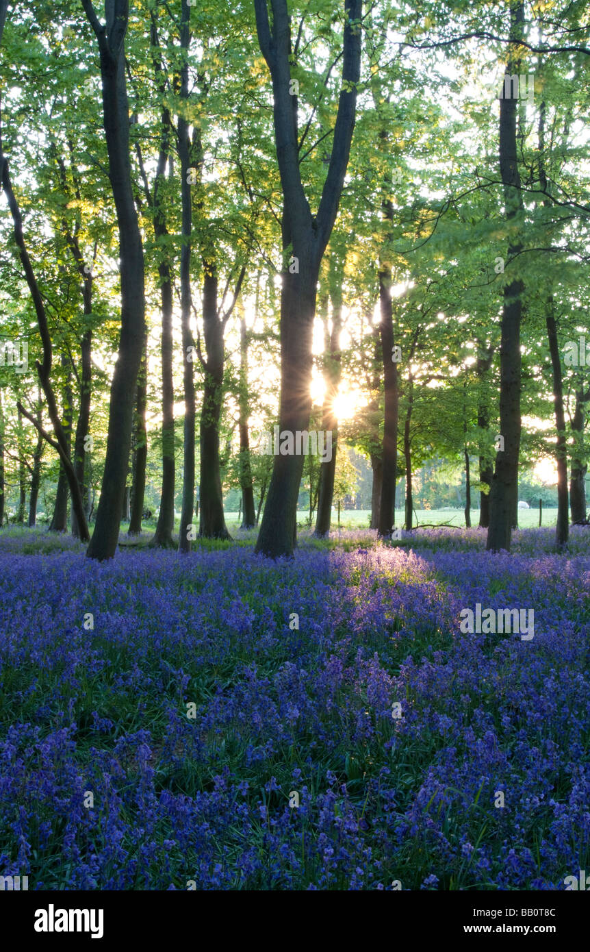 Ashridge Woods Glockenblumen Sonnenuntergang Buckinghamshire Stockfoto