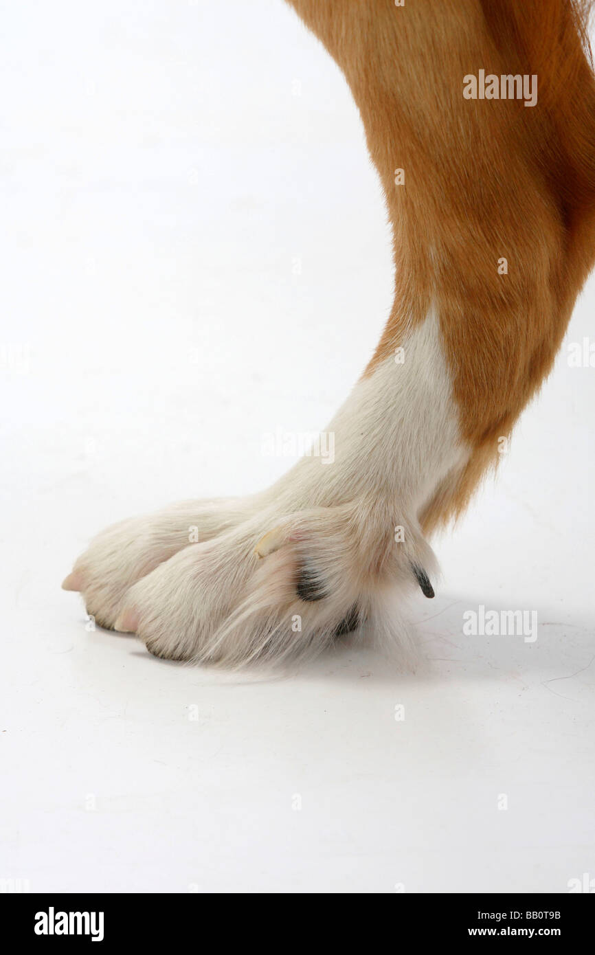 Gemischte Rasse Hund doppelte Wolfskralle Stockfotografie - Alamy