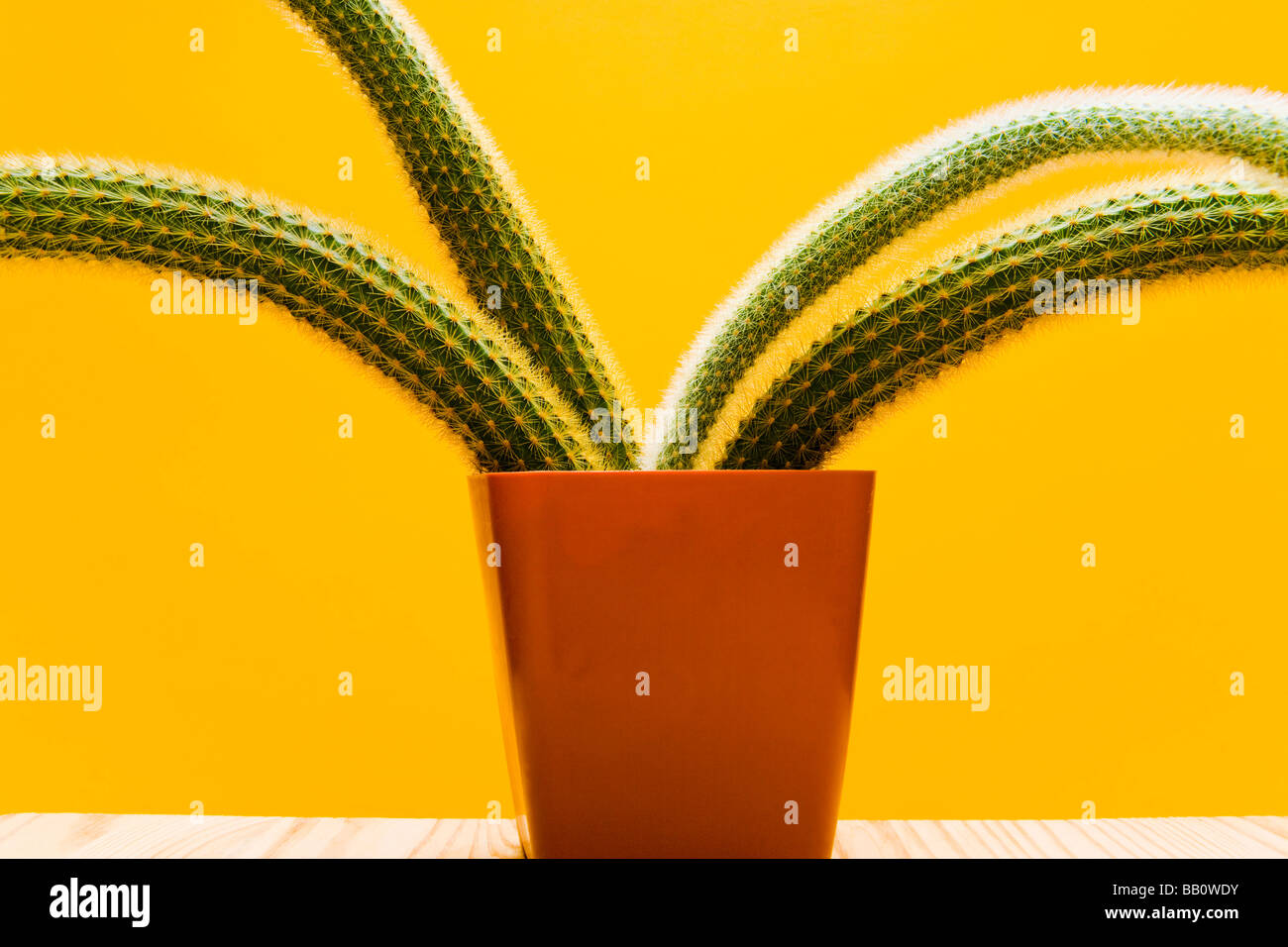 Studioaufnahme eines Kaktus in einen Plastiktopf Hildewintera Aureispina Stockfoto