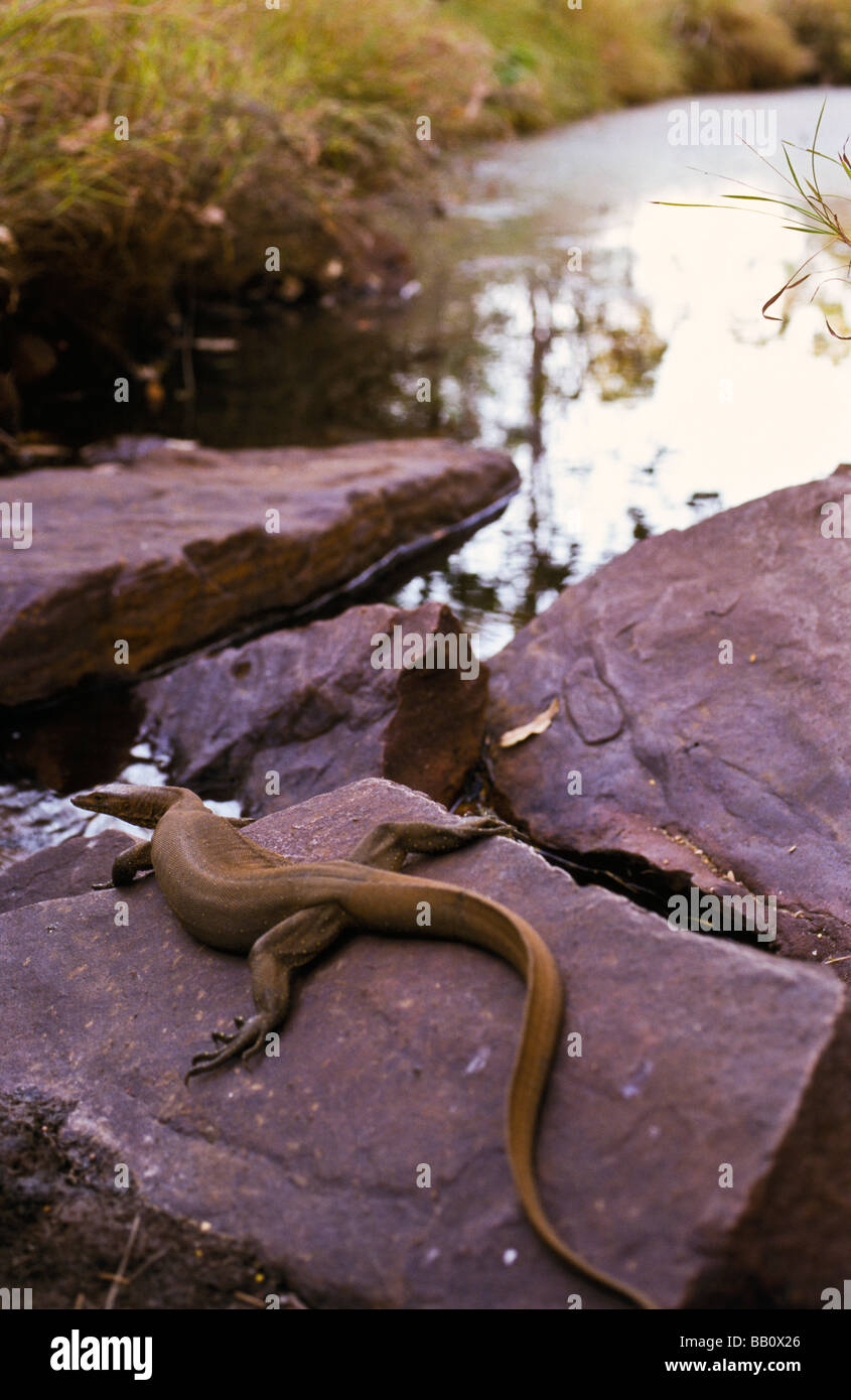 "Wasser-Monitor", Kimberley Region, Western Australia Stockfoto