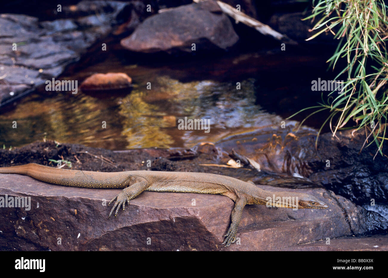 "Wasser-Monitor", Kimberley Region, Western Australia Stockfoto