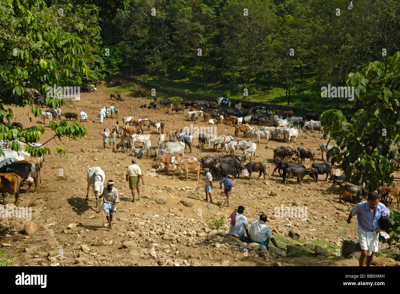 Indien, Kerala 2005. Viehmarkt zwischen Kottayam und Kumily. Keine Releases zur Verfügung. Stockfoto