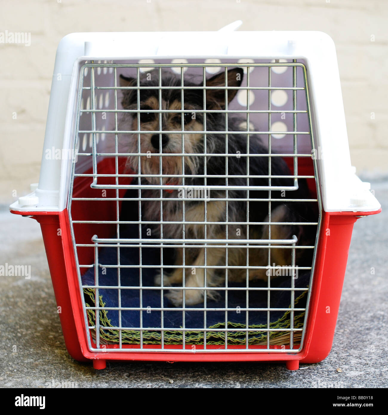 transportbox kleiner hund