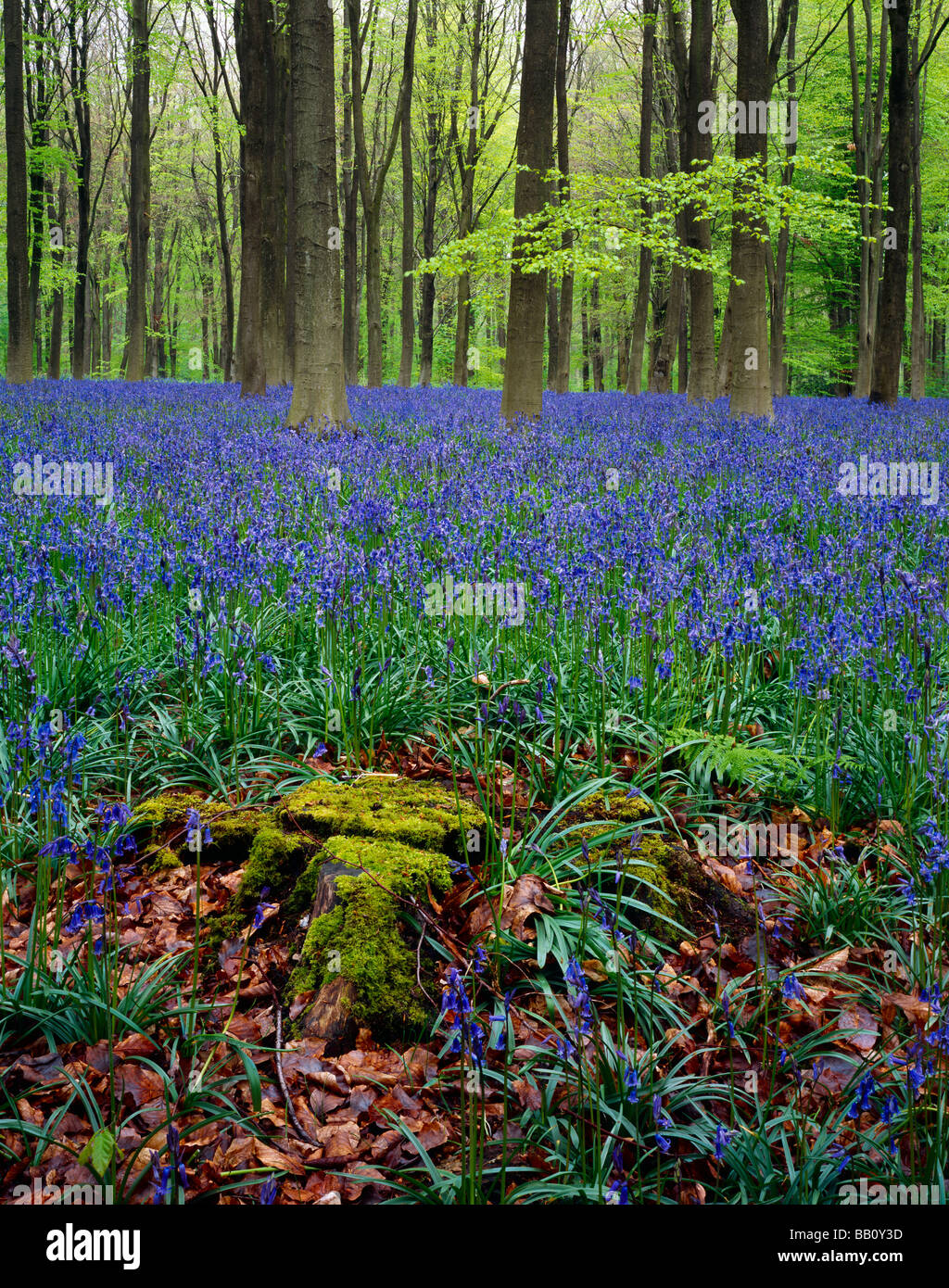 Glockenblumen im Mai in den Westen Wald in der Nähe von Marlborough, Wiltshire, England Stockfoto