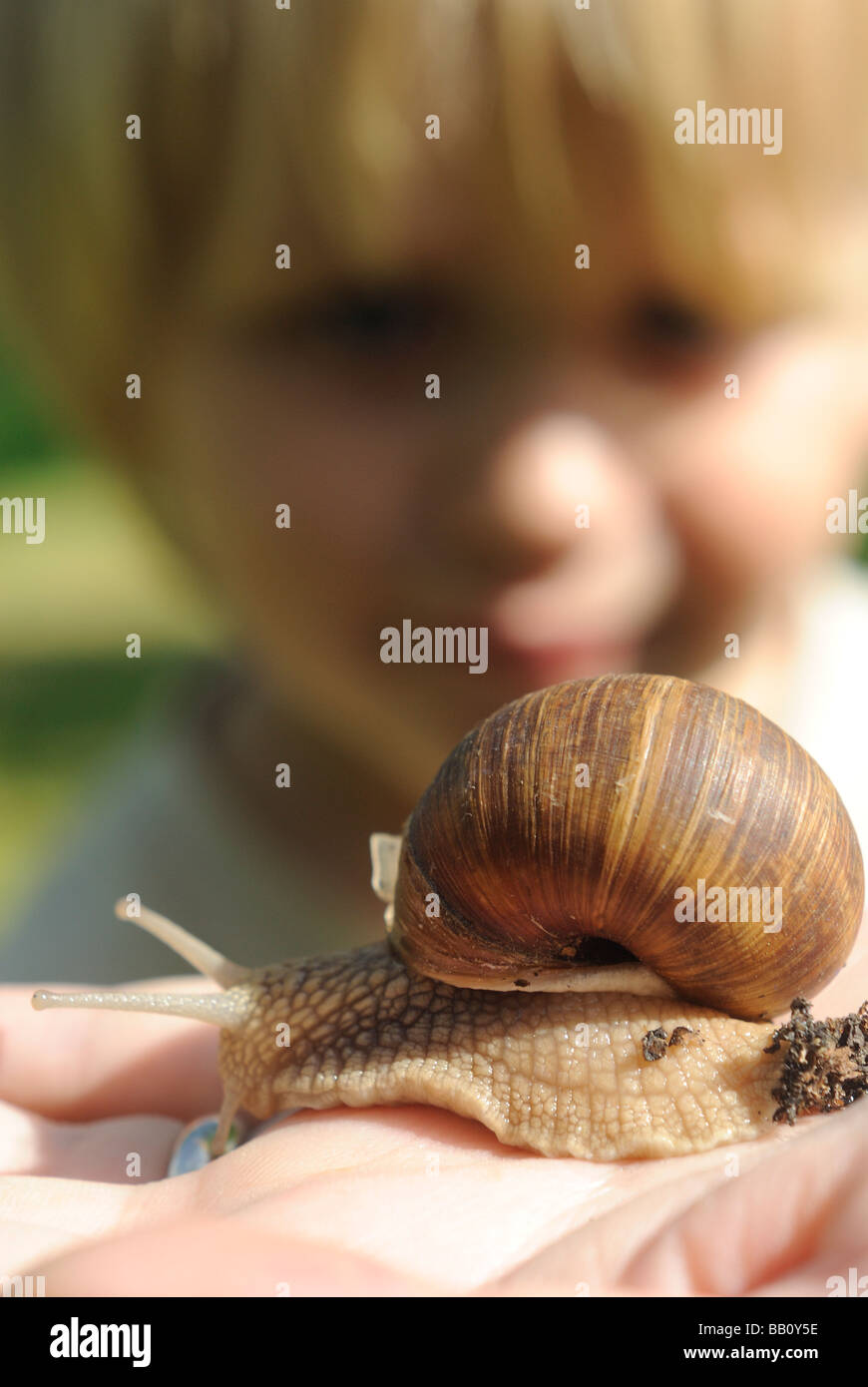 Frau s Hand mit Helix Pomatia Schnecke Europa Garten Stockfoto