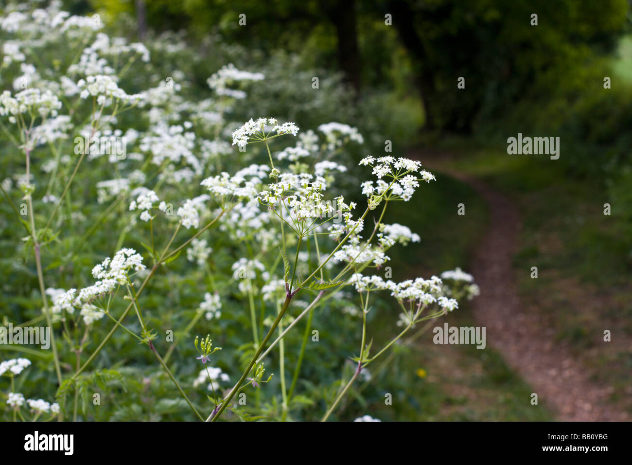 Kuh-Petersilie Stockfoto