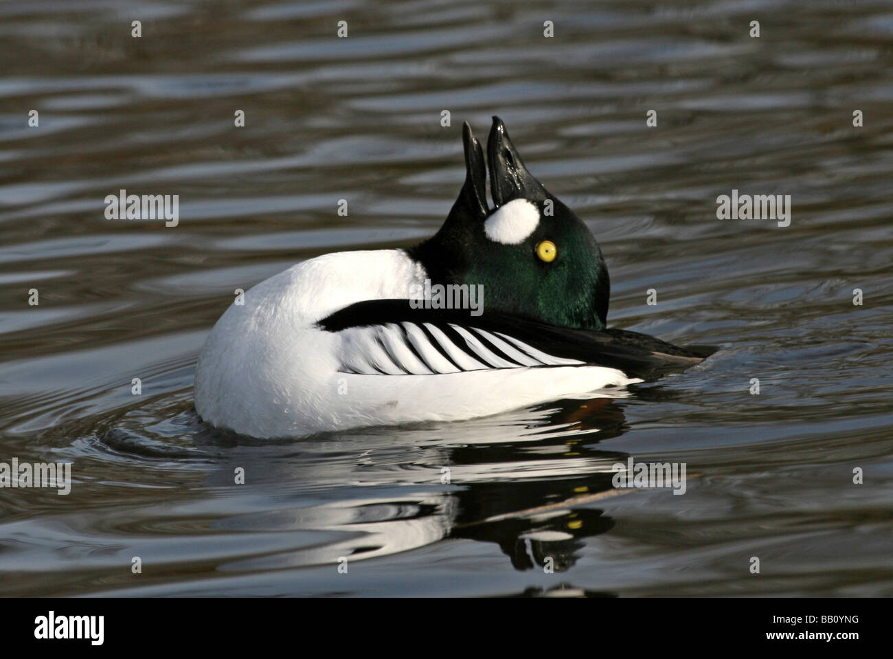 Männliche Common Goldeneye Bucephala Clangula darstellende Balz bei Martin bloße WWT, Lancashire UK Stockfoto