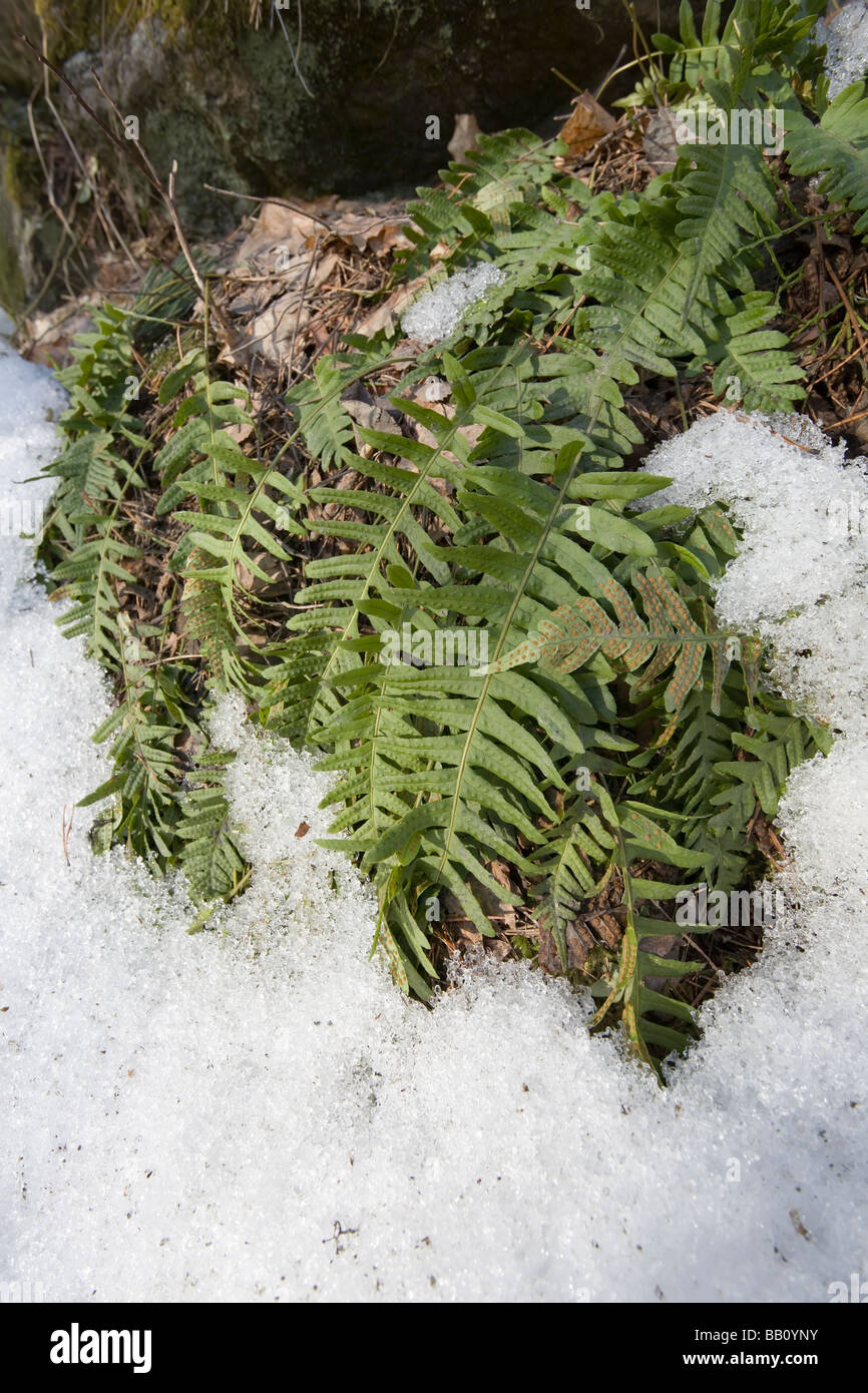 Polypodium vulgare Stockfoto