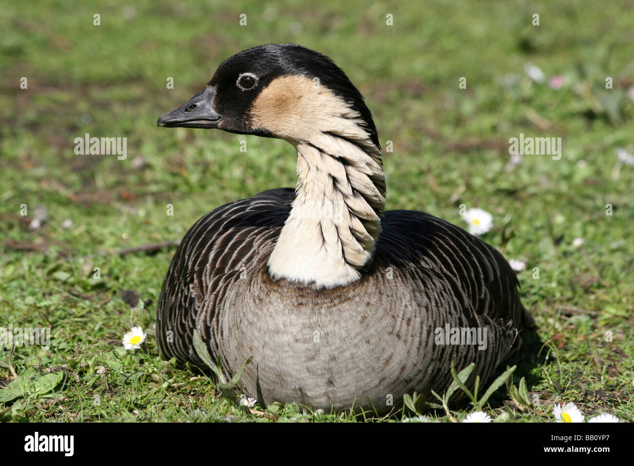 Hawaiianische Gans oder Nēnē Branta Sandvicensis saß auf Rasen genommen bei Martin bloße WWT, Lancashire UK Stockfoto