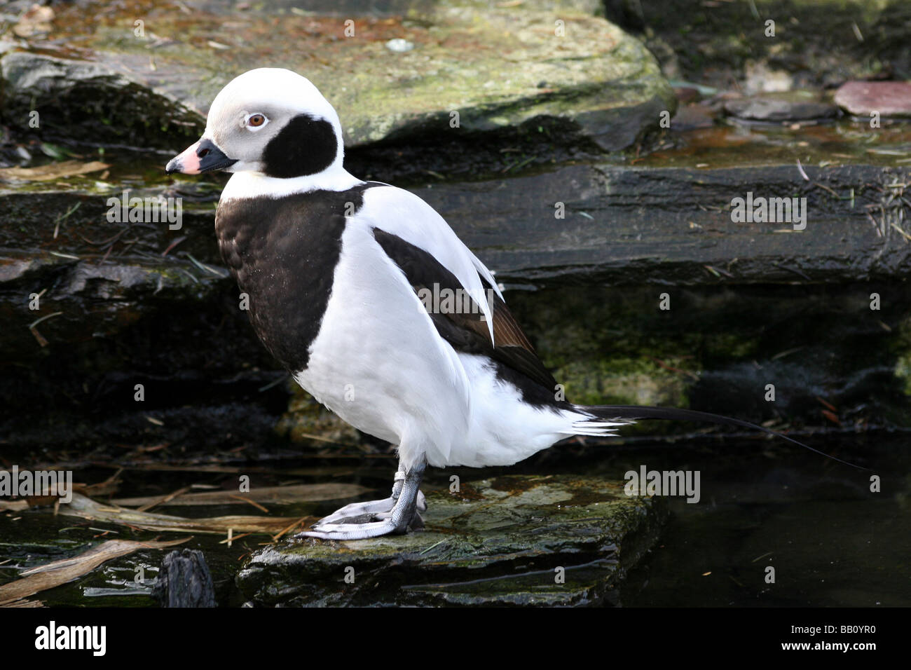 Männlichen langschwänzigen Ente Clangula Hyemalis bei Martin bloße WWT, Lancashire UK Stockfoto