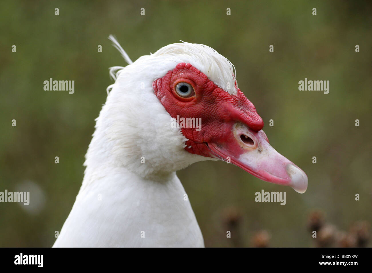 Enge, der Kopf und Bill von Muscovy Ente Cairina moschata Stockfoto