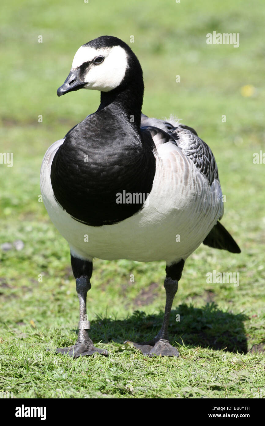 Porträt der Nonnengans Branta Leucopsis stehend auf Grass bei Martin bloße WWT, Lancashire UK Stockfoto