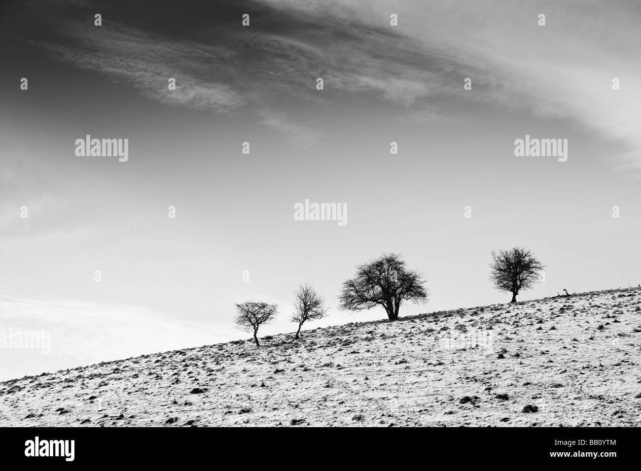 Schwarz und weiß von Bäumen auf einem Hügel im Schnee Stockfoto