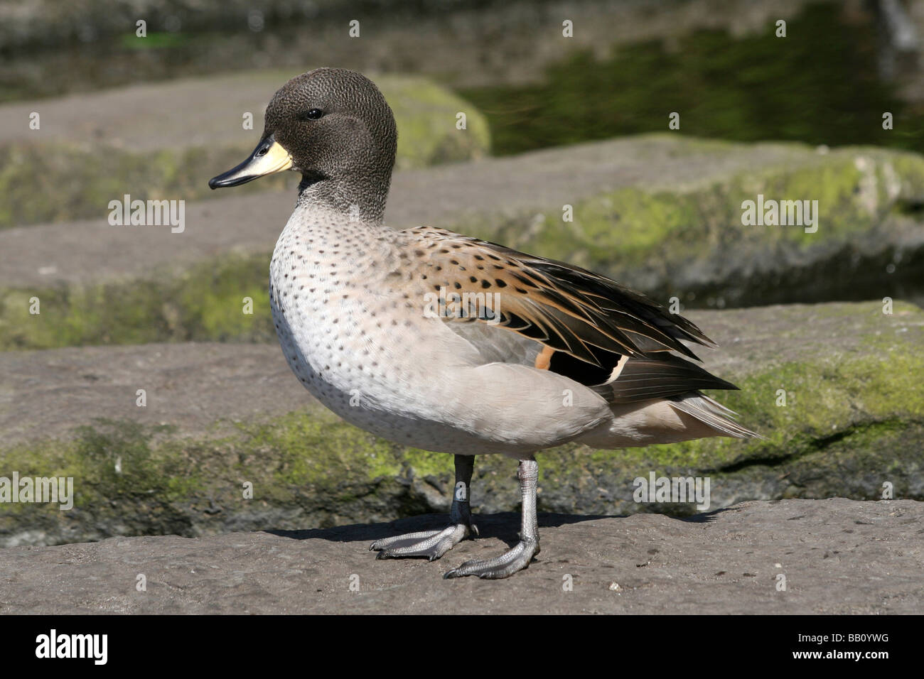 Sharp-winged Teal Anas flavirostris oxyptera (Unterarten von Yellow-billed Teal) steht auf Rock bei Martin bloße WWT, Lancashire, Großbritannien Stockfoto