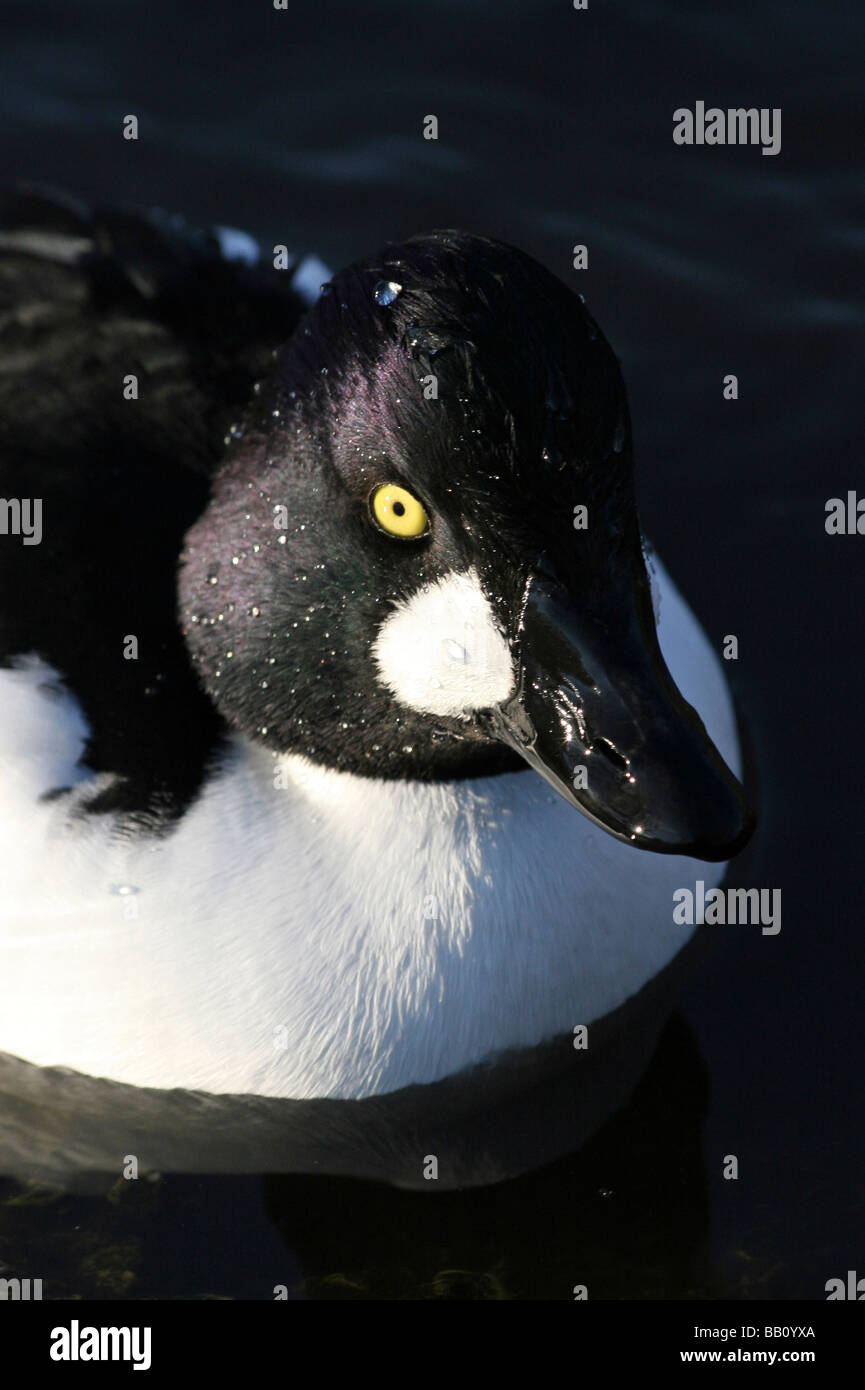 Portrait der Kopf des männlichen gemeinsame Goldeneye Bucephala Clangula bei Martin bloße WWT, Lancashire UK Stockfoto