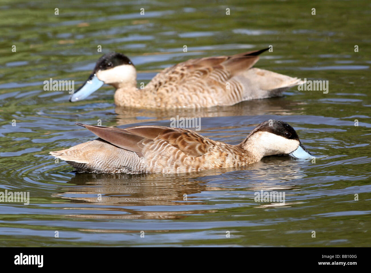 Paar Puna Teal Spachtel puna (ehemals Anas puna) Schwimmen bei Martin bloße WWT, Lancashire, Großbritannien Stockfoto