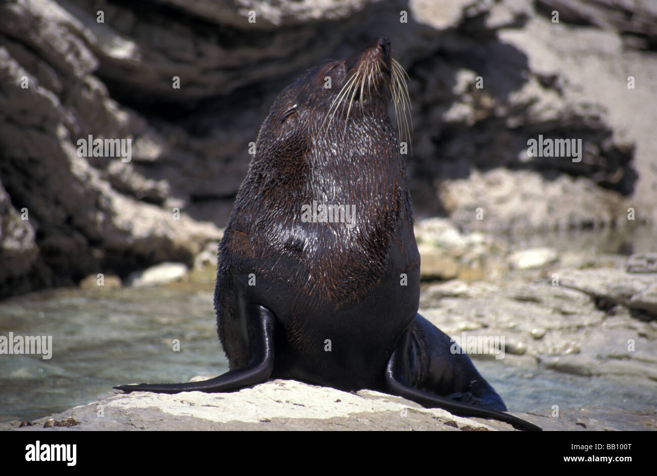 New Zealand Seebär Arctocephalus Forsteri Aalen rockt auf Kaikoura Neuseeland Südinsel Stockfoto