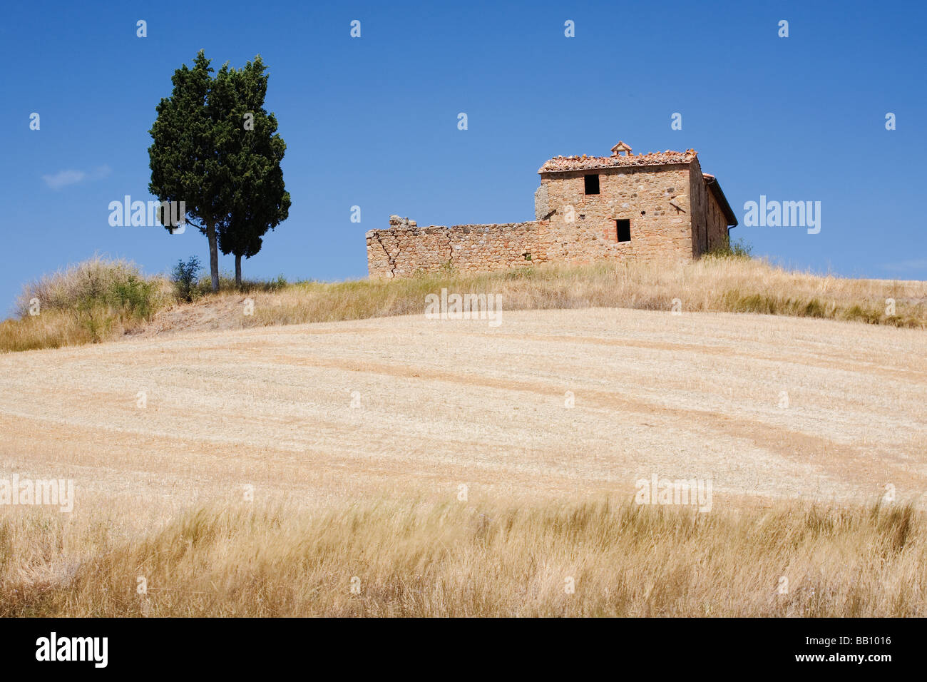 Altes landwirtschaftliches Gebäude mit Baum auf einem Hügel in der Nähe von Lucca - Toskana - Italien Stockfoto