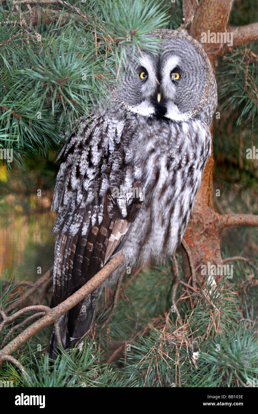 Große graue Eule oder Lappland Eule Strix Nebulosa Taken im Zoo von Chester, Cheshire, England, UK Stockfoto