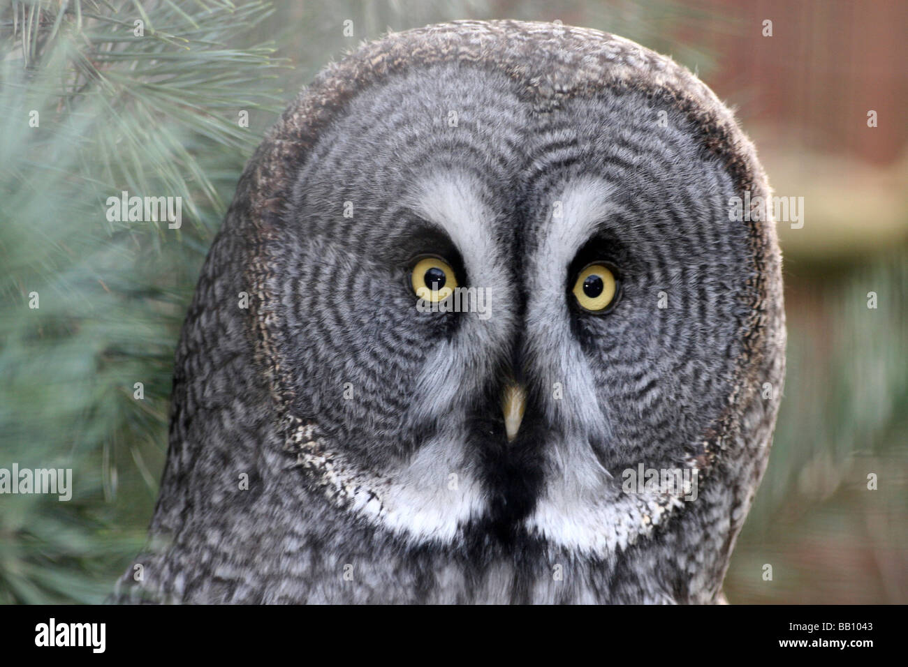 Nahaufnahme von runden Gesicht des großen grau-Eule oder Lappland Eule Strix Nebulosa Taken im Zoo von Chester, Cheshire, England, UK Stockfoto