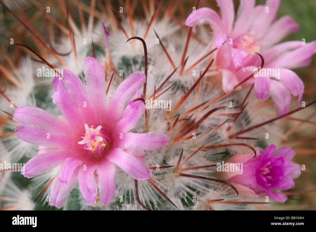 Mammillaria Bombycina Kaktus Blumen in Nahaufnahme Stockfoto