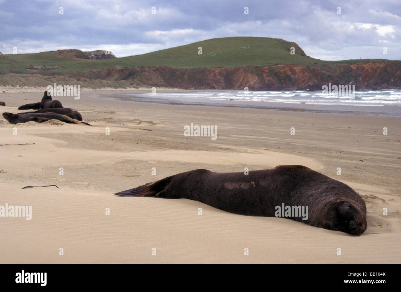 Neuseeland oder Hooker Seelöwen Phocarctos Hookeri Cannibal Bay Catlins Südinsel Neuseeland Stockfoto