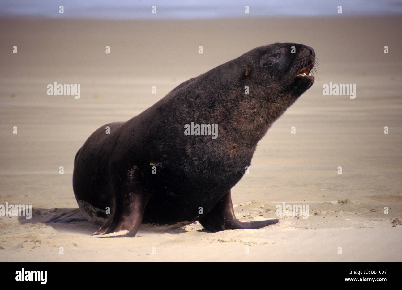 Hooker Seelöwe Cannibal Bay Catlins Südinsel Neuseeland Stockfoto
