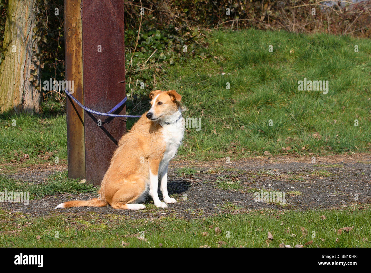 Gemischte Rasse Hund aufgegeben Stockfoto