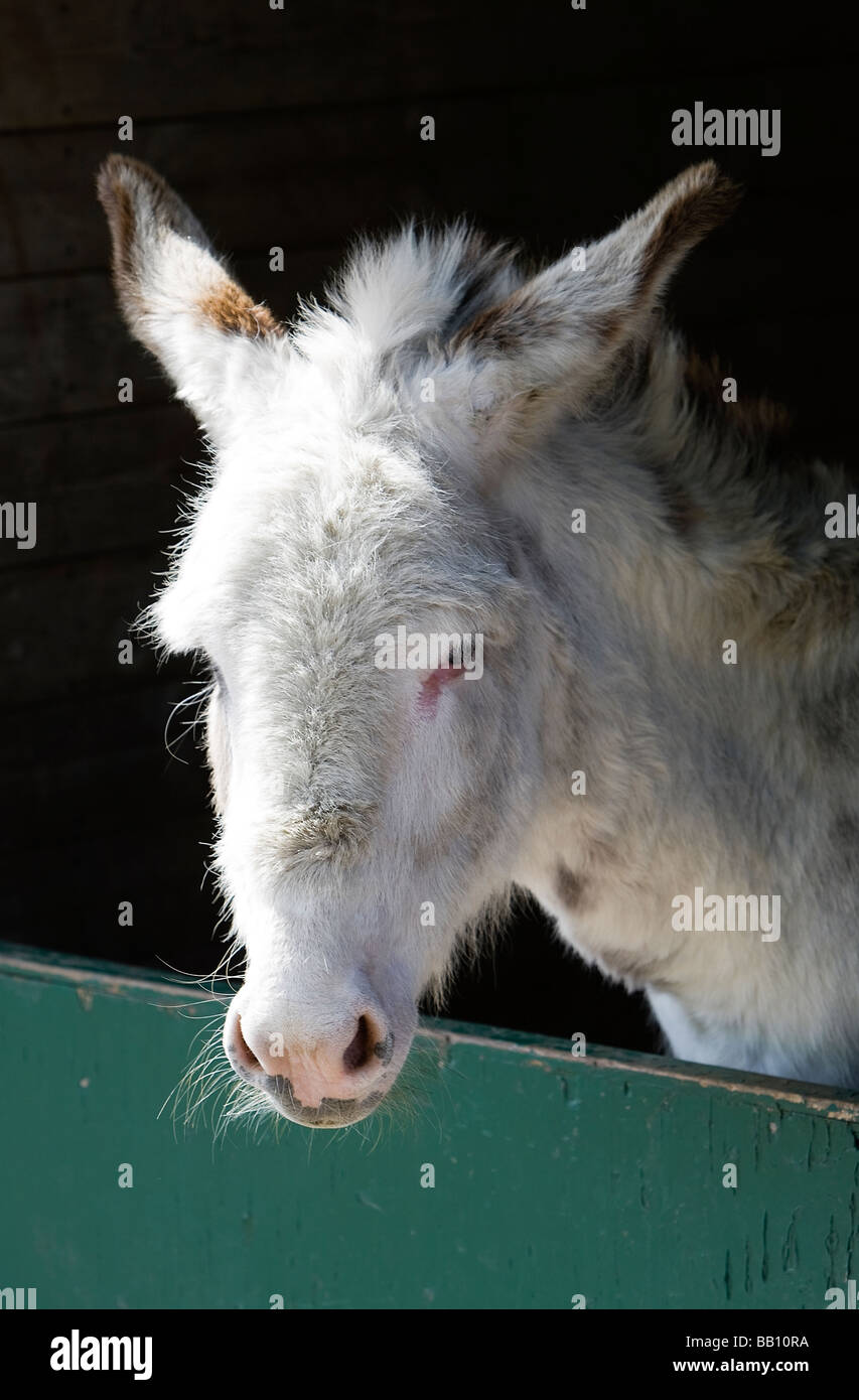 weiße Esel Rettung Rspca Nächstenliebe Bauernhof gerettet Esel Ruhezeiten für Pferde Buckinghamshire passen gut gesund Stockfoto