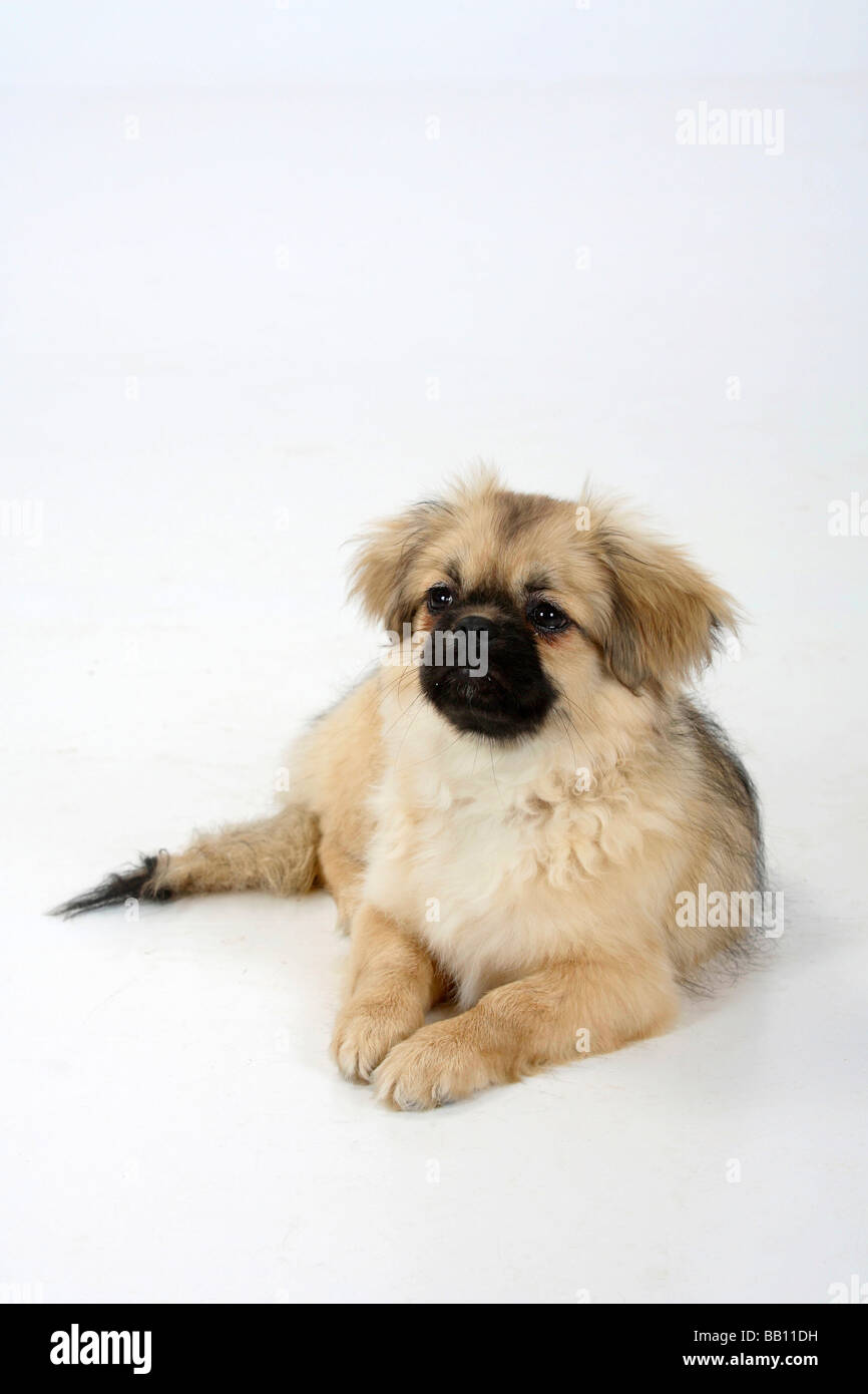 Tibet Spaniel Welpen 4 1 2 Monat Stockfoto