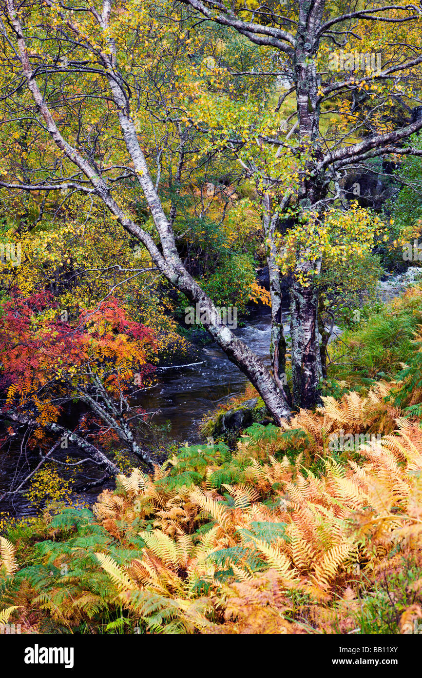 Herrlicher Anblick von Herbstfarben neben einem Gebirgsbach in der Nähe von Kinloch Hourn Highlands Schottland Stockfoto