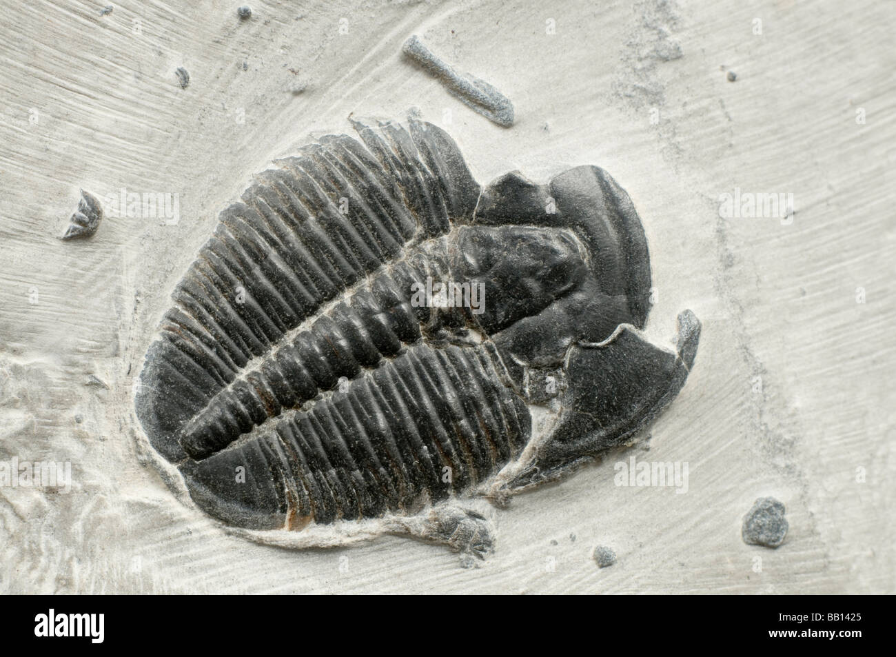 Fossilen Trilobiten (Elrathia Kingii) Kambrischen Ära; auf Matrix von Wheeler Shale Delta Utah USA Stockfoto