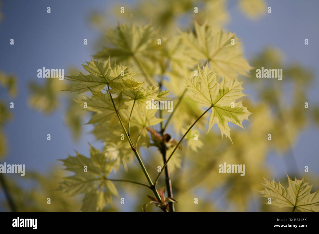 Acer platanoides 'drummondii' (Norway Maple) im Frühjahr Stockfoto