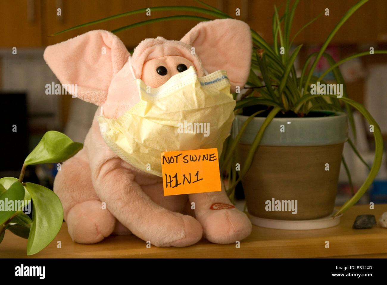 Ein gefülltes Schwein trägt eine Maske und ein Zeichen, das erklärt die Schweinegrippe H1N1 aufgerufen werden soll. Stockfoto