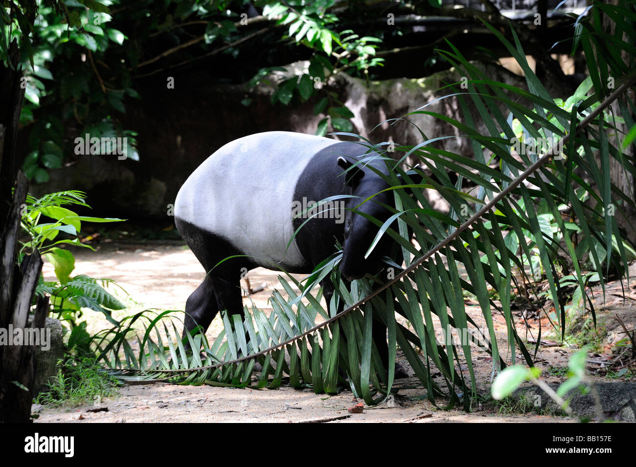 Malaiische Tapir (Tapirus Indicus), auch genannt der asiatischen Tapir ist der einzige Tapir in Asien heimisch. Singapur Zoo, Singapur Stockfoto