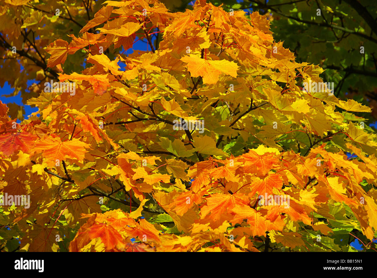 Wie Sieht Ein Ahornbaum Aus www.alamy.de