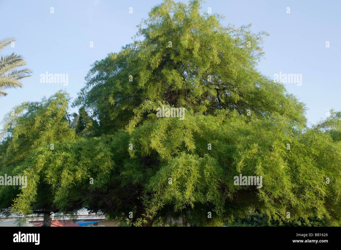 Prosopis Alba weiße Johannisbrotbaum Stockfotografie - Alamy