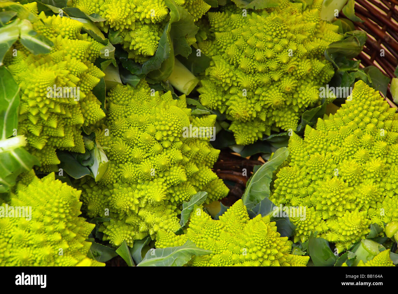 Blumenkohl Blumenkohl 01 Stockfoto