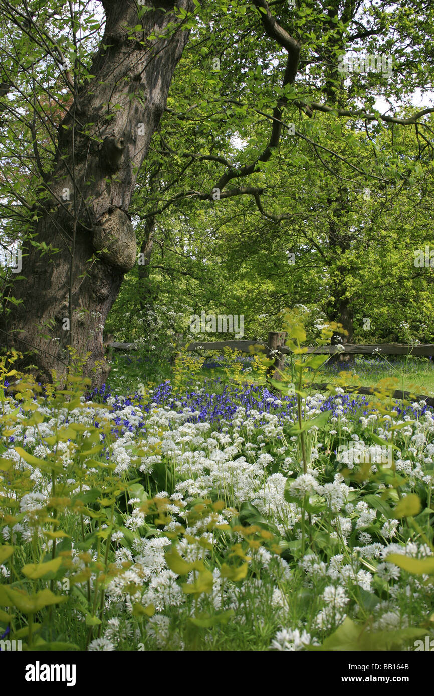 Frühlingsblumen in das Waldgebiet von Kew Gardens Stockfoto