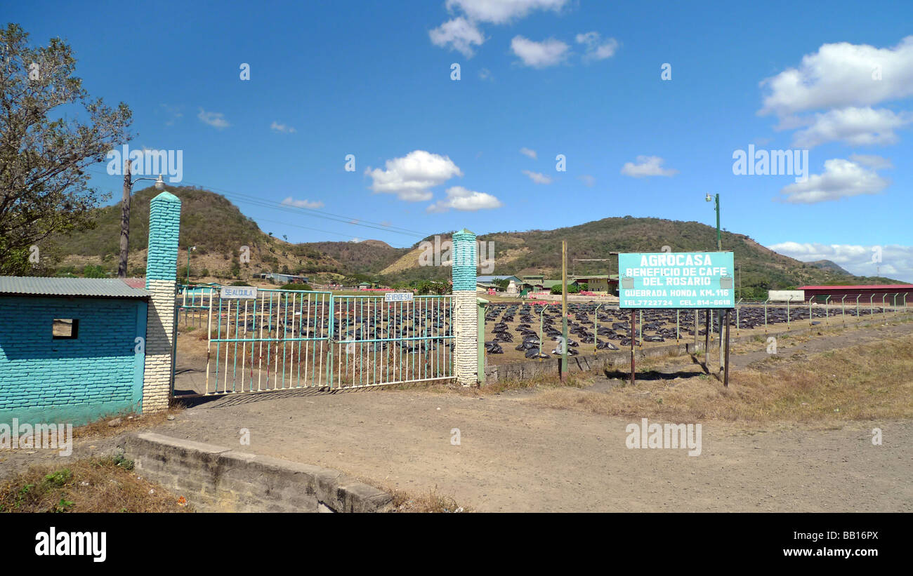 Nicaragua Matagalpa zentrale Lateinamerika Kaffee Trocknen auf dem Bauernhof und Pack Kaffeebohnen im Sack Tasche verstauen Stockfoto