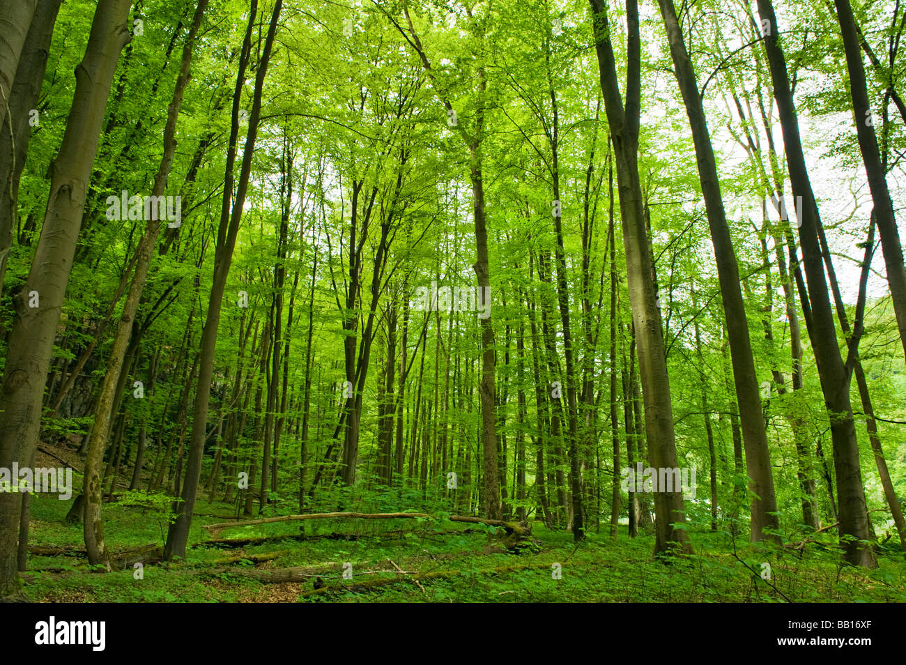 Farn Kalk uebermaessigen Gestrüpp Pinsel Busch Bremse Niederwald Underwood Spinney Wald grünen Ambiente Umwelt Frieden friedliche peacea Stockfoto