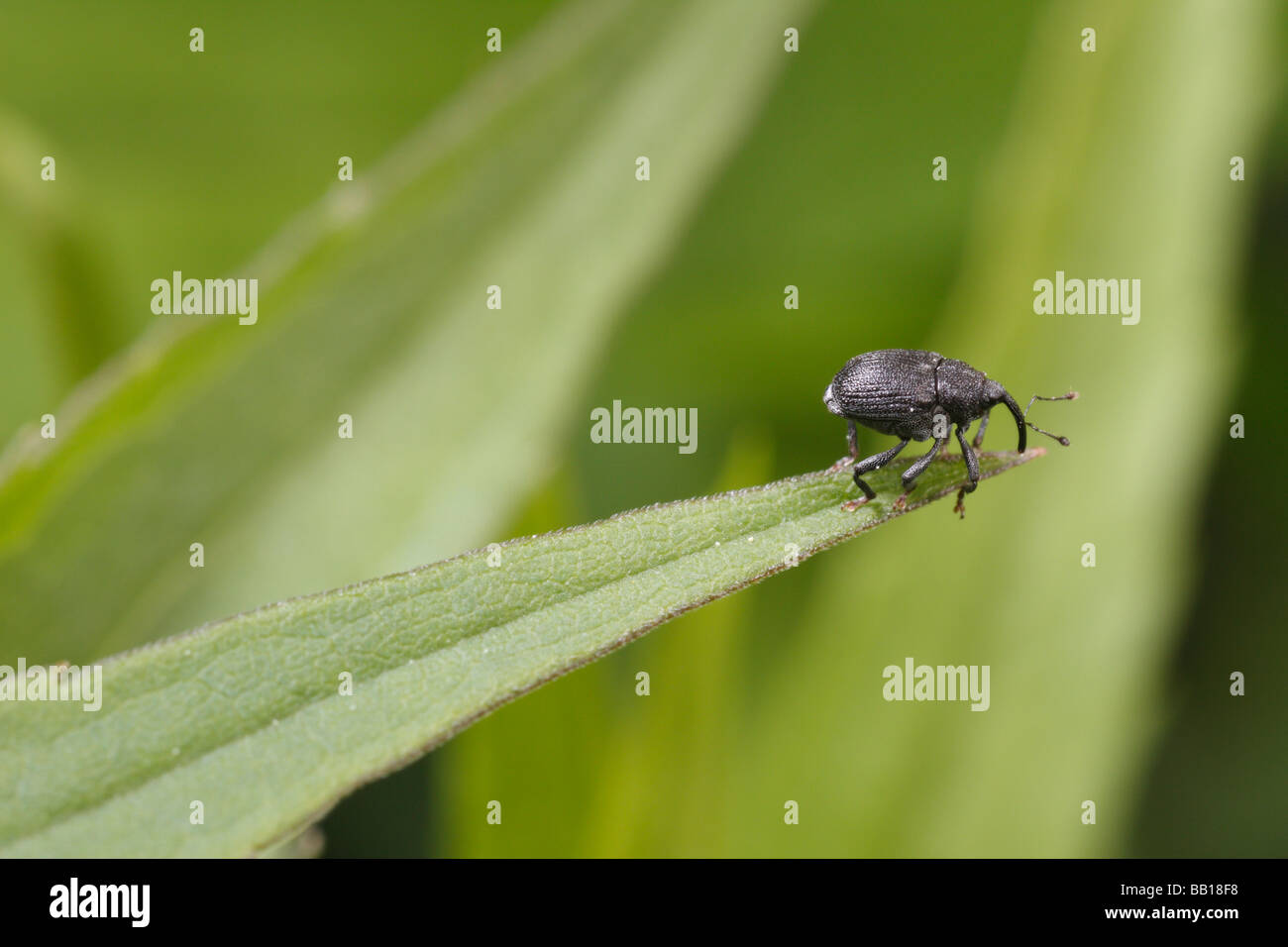 Magdalis Ruficornis, eine Schnauze Käfer oder Rüsselkäfer Stockfoto