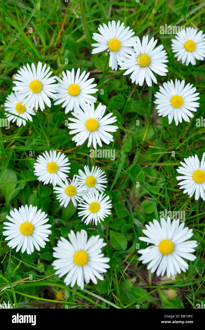 Gänseblümchen im Rasen - Luftbild Stockfoto