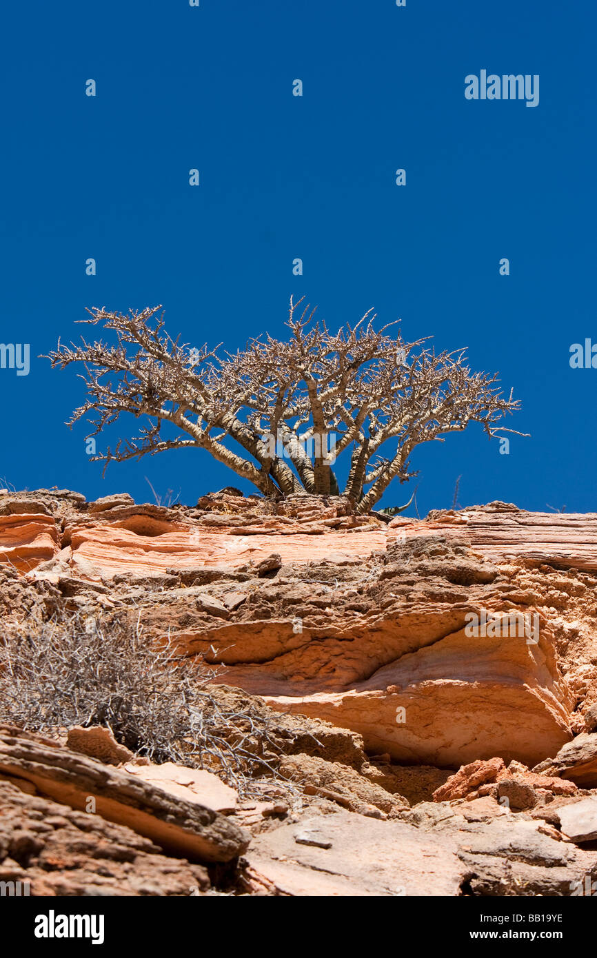 Baum Punto Colorado Baja California Mexiko mit Felsformationen aus Sandstein Stockfoto